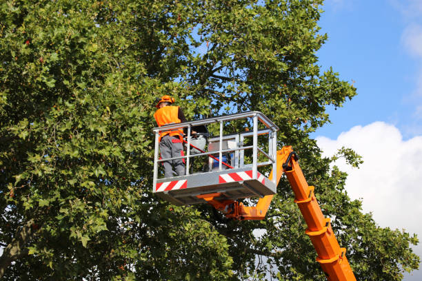 Trusted Holland, TX Tree Services Experts