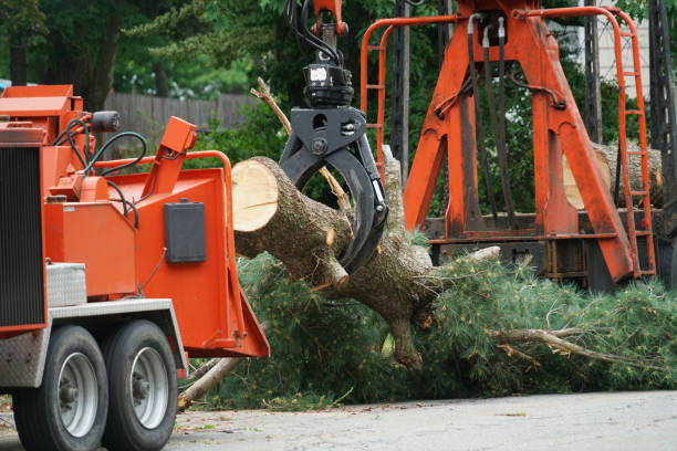 How Our Tree Care Process Works  in Holland, TX